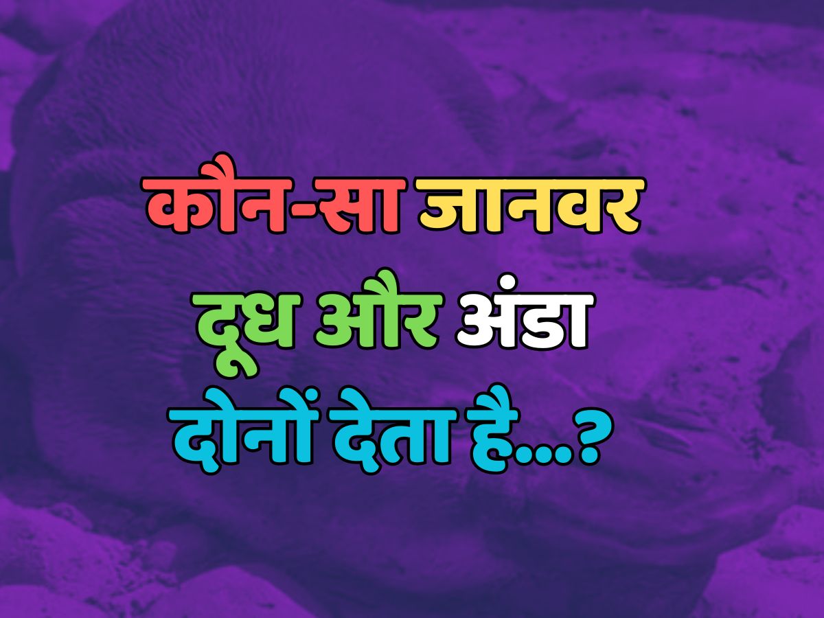Trending Quiz : कौन सा जानवर दूध और अंडा दोनों देता है? Trending Quiz : कौन सा जानवर दूध और अंडा दोनों देता है?