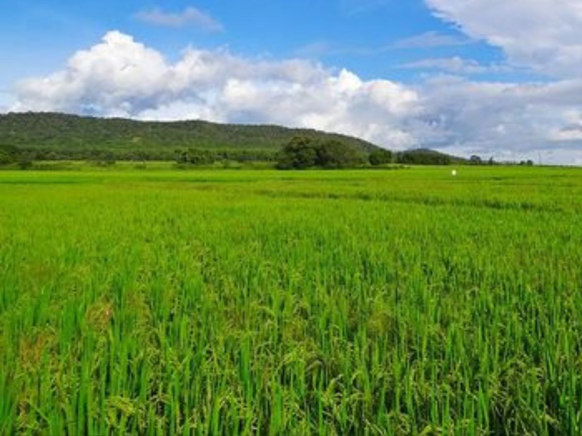 IT नौकरी का मोटा पैकेज छोड़ किसान बना शख्स, आज लाखो में कर रहा इनकम 