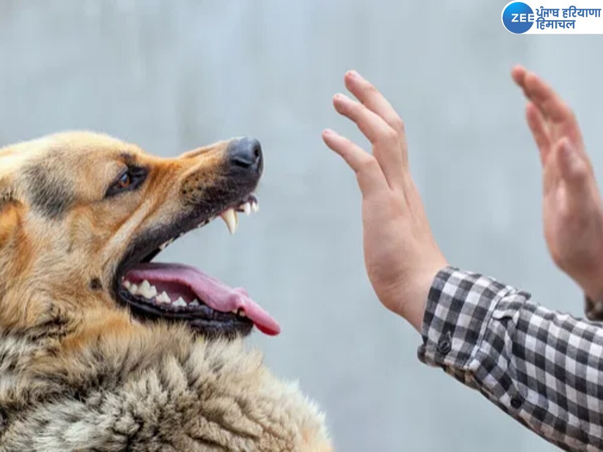 Fazilka Dog Bite: ਫਾਜ਼ਿਲਕਾ 'ਚ ਕੁੱਤੇ ਦੇ ਵੱਢਣ ਨੂੰ ਲੈ ਕੇ ਝਗੜਾ: ਦੋ ਧਿਰਾਂ 'ਚ ਝੜਪ, ਦੋ ਔਰਤਾਂ ਸਮੇਤ ਚਾਰ ਜ਼ਖ਼ਮੀ