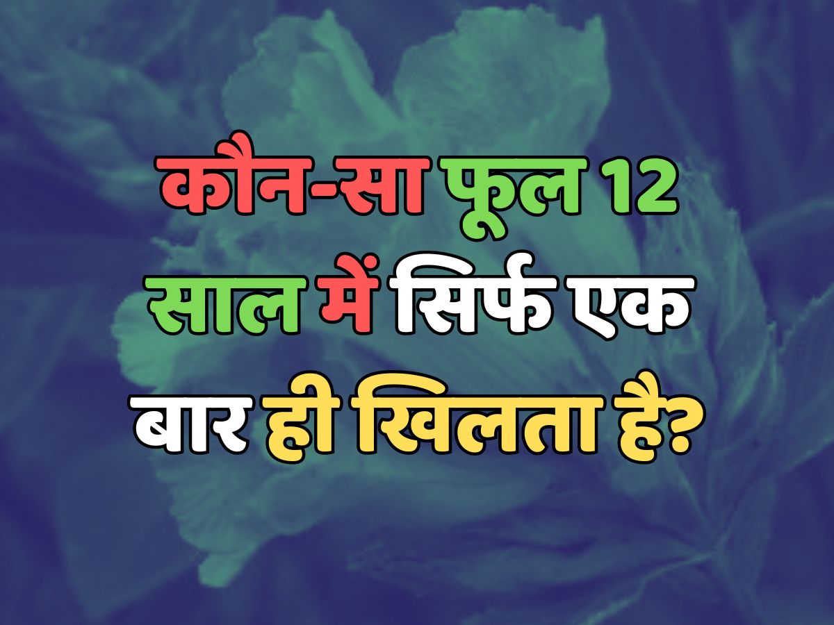 Trending Quiz : कौन-सा फूल 12 साल में सिर्फ एक बार ही खिलता है? Trending Quiz : कौन-सा फूल 12 साल में सिर्फ एक बार ही खिलता है?