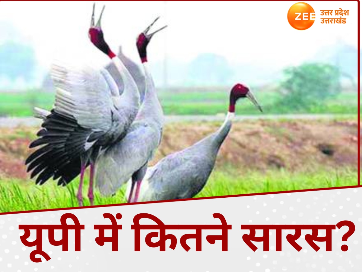 योगी सरकार की पहल से यूपी में बढ़ा राज्य पक्षी सारस का कुनबा, ऐसे की जाती है इनकी गिनती