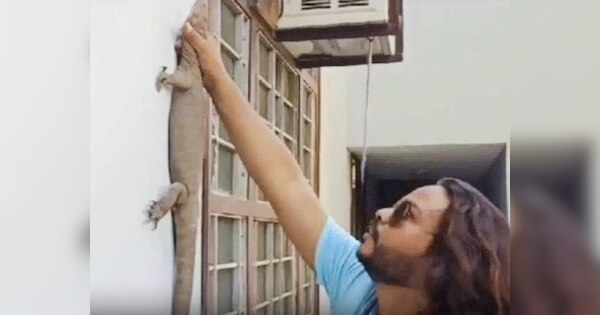 rajsamand-viral-video-3-feet-long-monitor-lizard-entered-house-viral