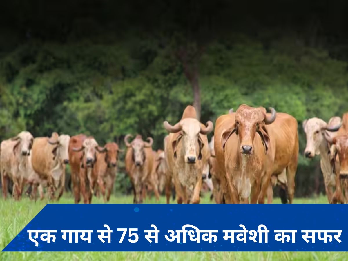 Succes Story: एक देसी गाय ने कैसे पलट दी बिहार के रौशन की किस्मत? जानें