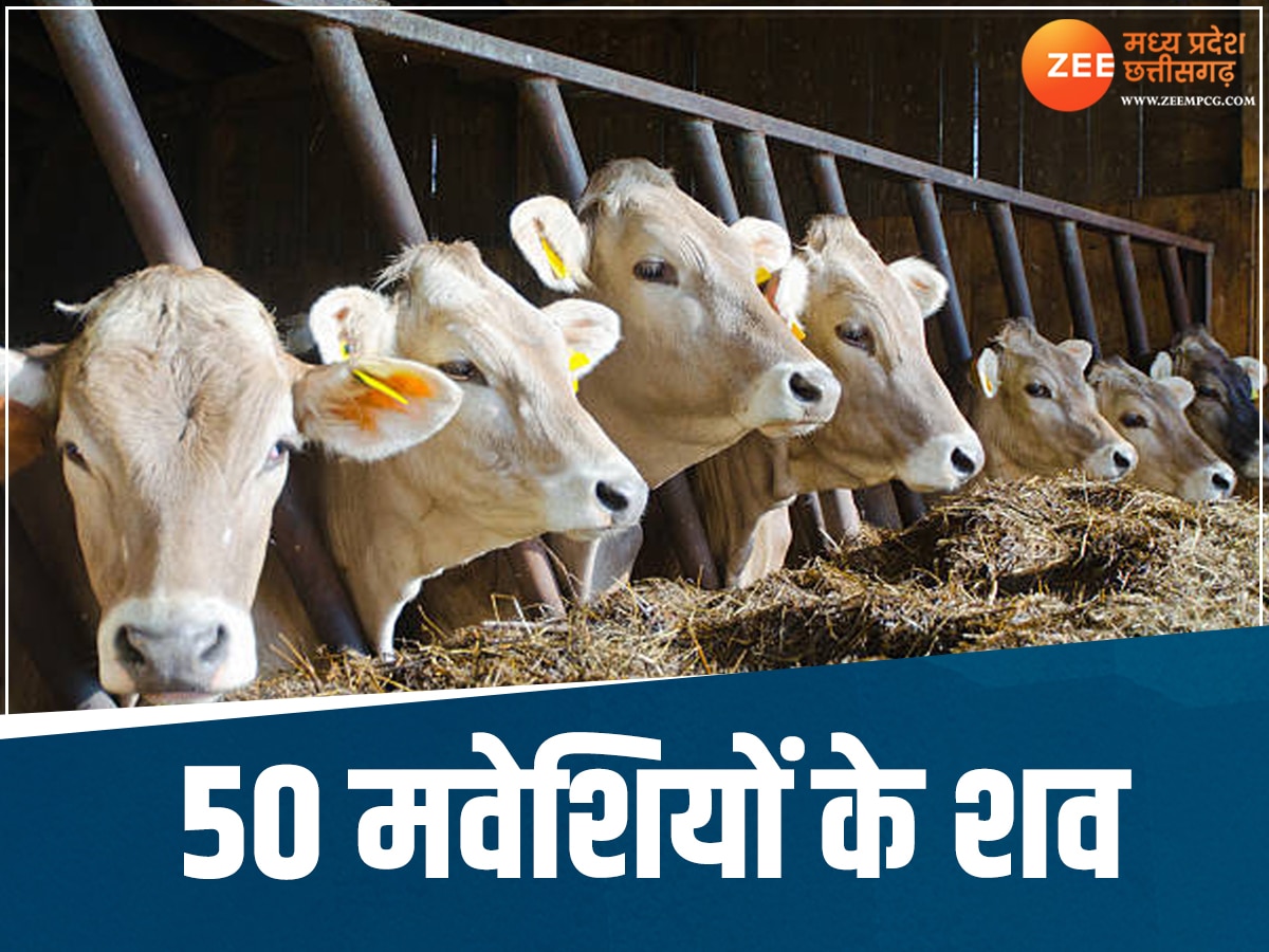 MP NEWS: सिवनी में 50 से ज्यादा गायों की हत्या से क्षेत्र में फैली सनसनी, जांच में जुटी पुलिस