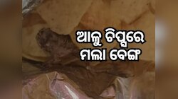 ଆଇସକ୍ରିମରେ ଆଙ୍ଗୁଠି ପରେ ଏବେ ଆଳୁ ଚିପ୍ସରୁ ମିଳିଲା ମଲା ବେଙ୍ଗ
