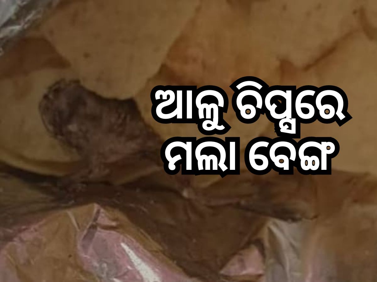 ଆଇସକ୍ରିମରେ ଆଙ୍ଗୁଠି ପରେ ଏବେ ଆଳୁ ଚିପ୍ସରୁ ମିଳିଲା ମଲା ବେଙ୍ଗ ଆଇସକ୍ରିମରେ ଆଙ୍ଗୁଠି ପରେ ଏବେ ଆଳୁ ଚିପ୍ସରୁ ମିଳିଲା ମଲା ବେଙ୍ଗ