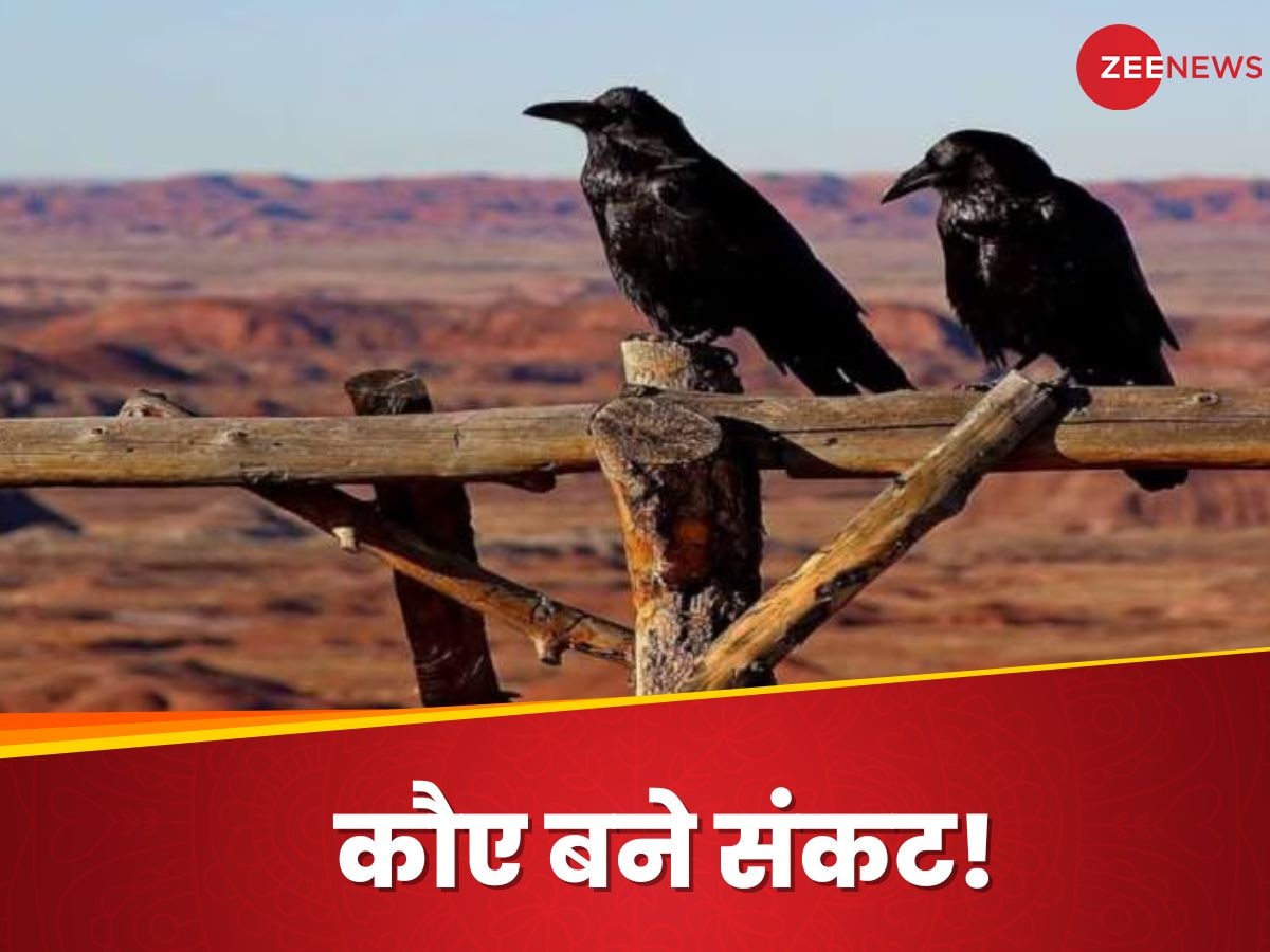 Indian House Crows: भीषण गर्मी के बीच 10 लाख कौओं का होने जा रहा कत्‍ल, वजह जानकर रह जाएंगे हैरान