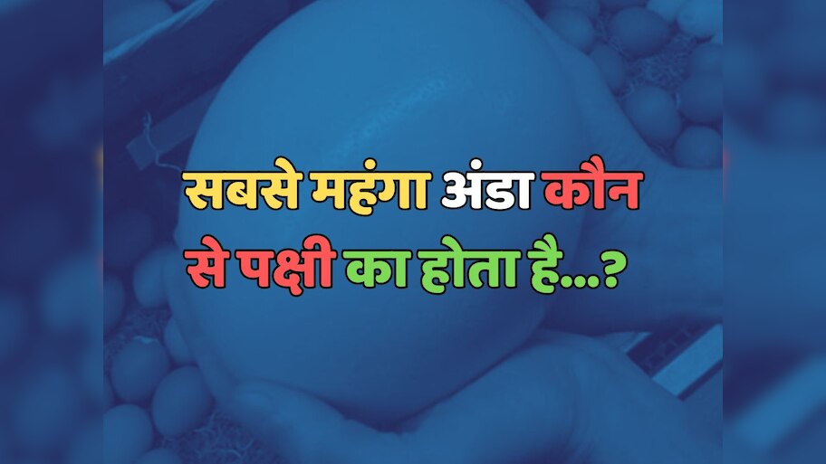 Trending Quiz : सबसे महंगा अंडा कौन-से पक्षी का होता है? 