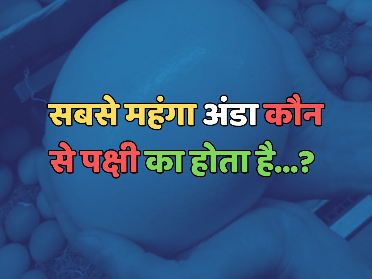 Trending Quiz : सबसे महंगा अंडा कौन-से पक्षी का होता है? Trending Quiz : सबसे महंगा अंडा कौन-से पक्षी का होता है?