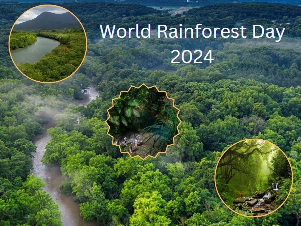 World Rainforest Day: कितने जरूरी हैं जंगल, कब और कहां मनाया गया था पहला वर्ल्ड रेनफॉरेस्ट डे? 