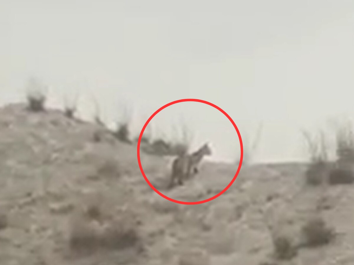 रेगिस्तान में दिखा अनोखा जानवर! वन विभाग भी हैरान, कैमरे में कैद हुई “कैराकल” कैट