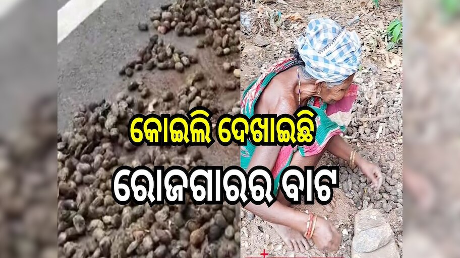 Odisha News: ଆଦିବାସୀଙ୍କୁ ରୋଜଗାରର ରାହା ଦେଖାଉଥିବା ଆମ୍ବ ଟାଙ୍କୁର ଅଭାବୀ ବିକ୍ରି