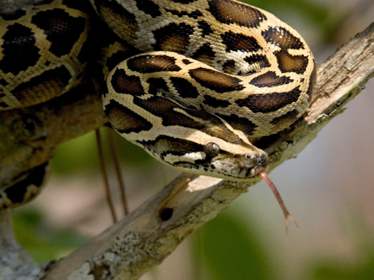 Reticulated pythons can kill a human in minutes 5 Facts | जालीदार अजगर ...