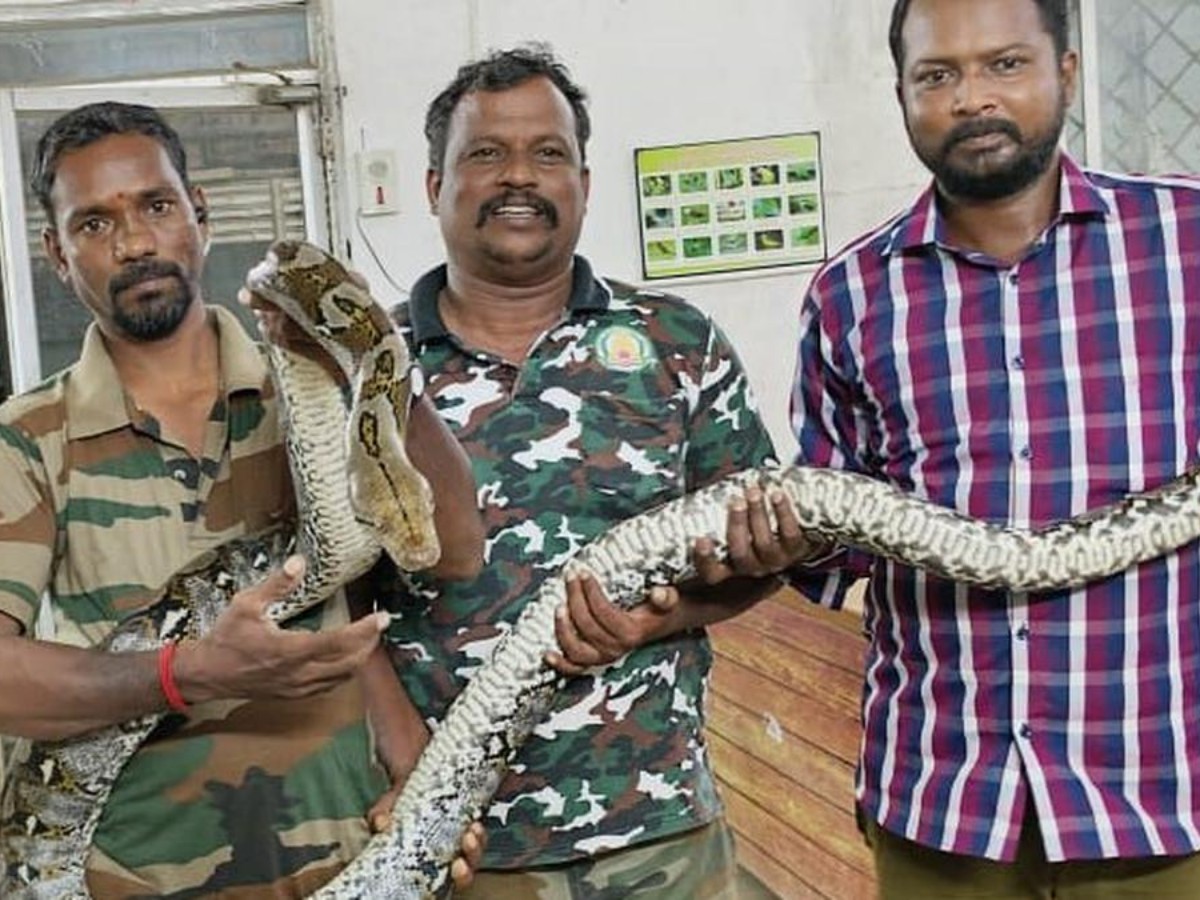 Reticulated Python Human Reticulated pythons can kill a human in minutes 5 Facts | जालीदार अजगर ...