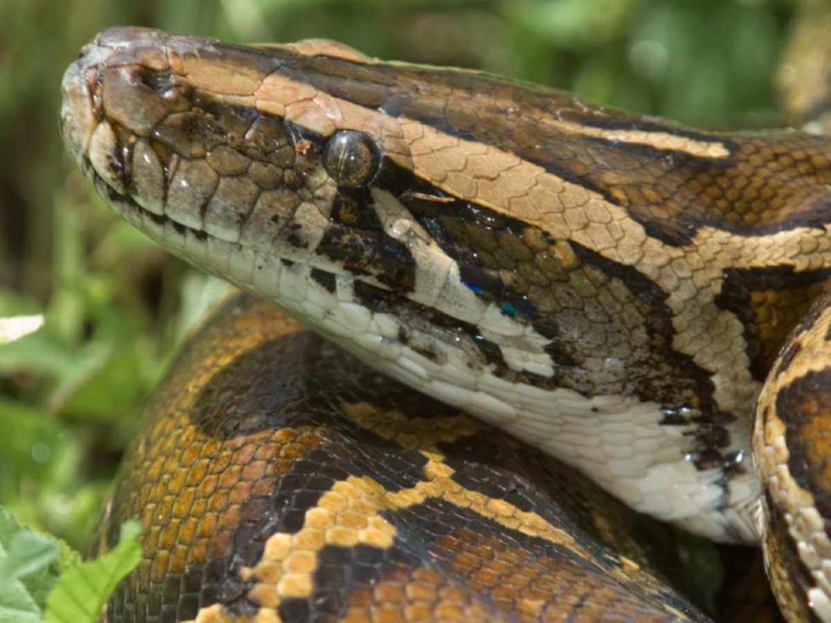 Reticulated pythons can kill a human in minutes 5 Facts | जालीदार अजगर ...