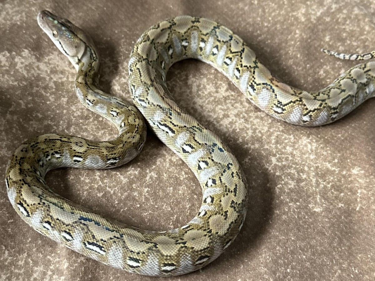 Reticulated pythons can kill a human in minutes 5 Facts | जालीदार अजगर ...