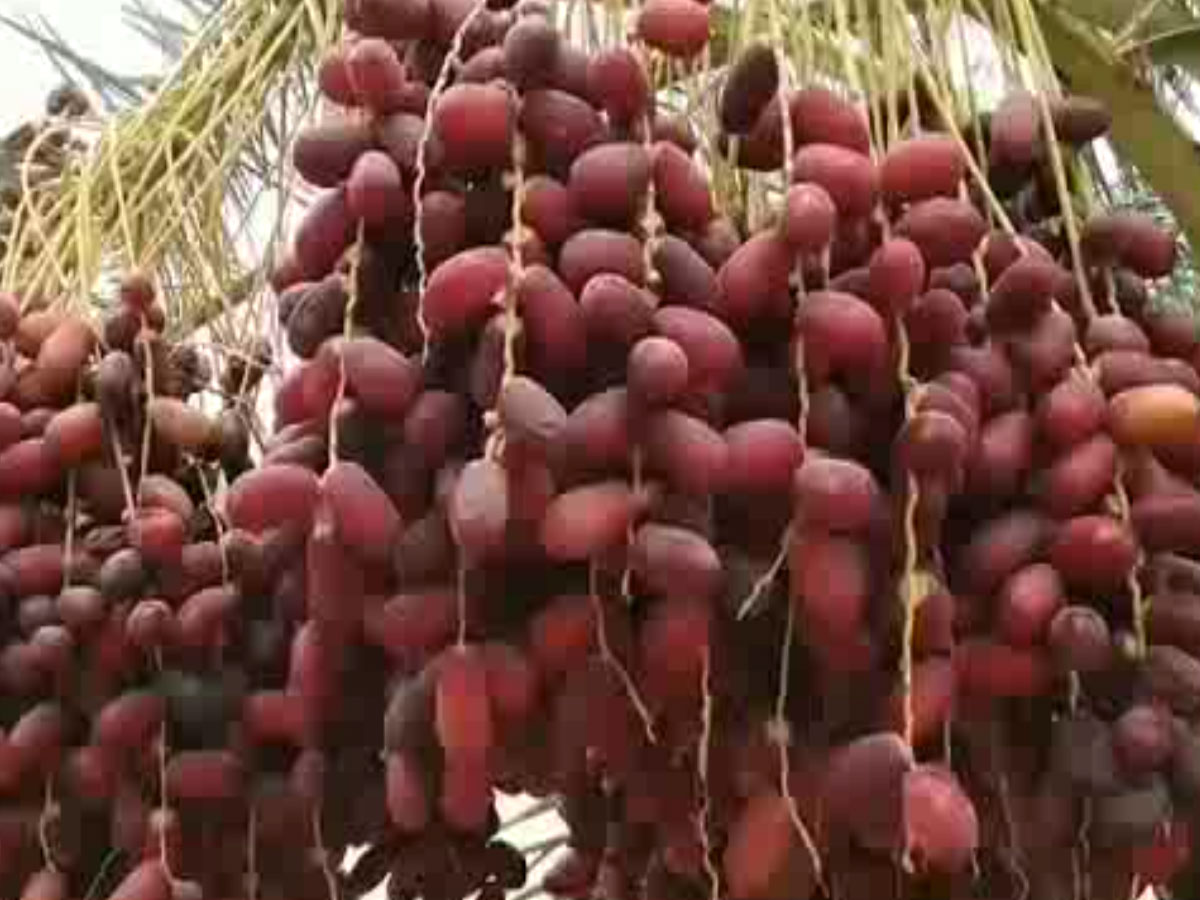 राजस्थान में यहां है लाल फलों से लदा खजूर का बगीचा,पिछले साल की तुलना में 100 रुपये किलो की हुई बढ़ोतरी 