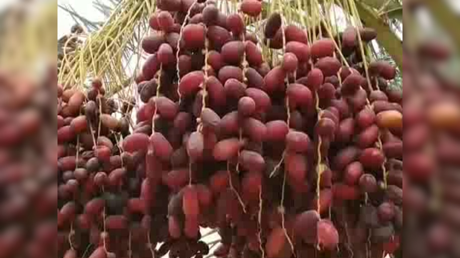 राजस्थान में यहां है लाल फलों से लदा खजूर का बगीचा,पिछले साल की तुलना में 100 रुपये किलो की हुई बढ़ोतरी 