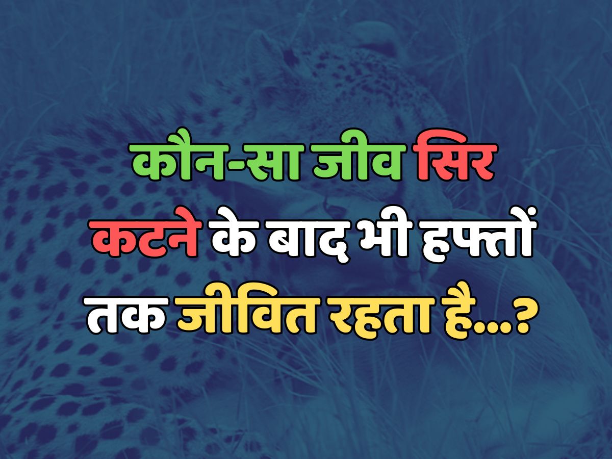 Trending Quiz : कौन-सा जीव सिर कटने के बाद भी हफ्तों तक जीवित रहता है? Trending Quiz : कौन-सा जीव सिर कटने के बाद भी हफ्तों तक जीवित रहता है?