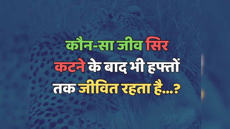 Trending Quiz : कौन-सा जीव सिर कटने के बाद भी हफ्तों तक जीवित रहता है?  