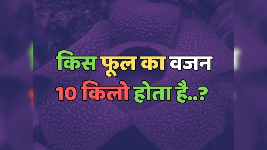 Trending Quiz : किस फूल का वजन 10 किलो होता है?  