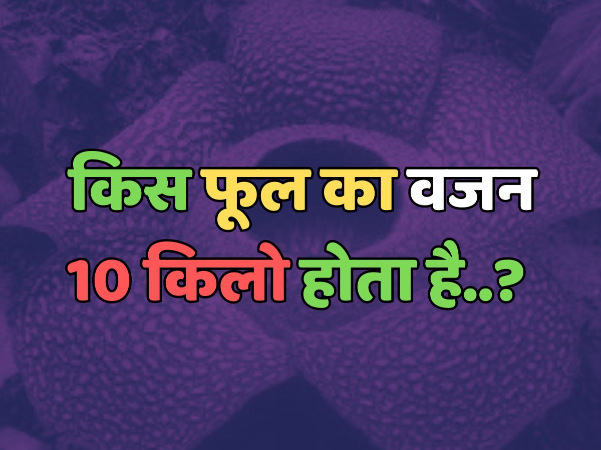 Trending Quiz : किस फूल का वजन 10 किलो होता है? Trending Quiz : किस फूल का वजन 10 किलो होता है?