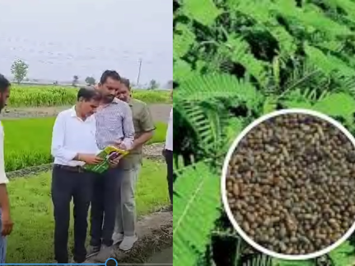 Karnal News: ढैंचे के बीज वितरण में करोड़ों का घोटाला, बीज विकास निगम और कृषि विभाग ने शुरू की जांच 