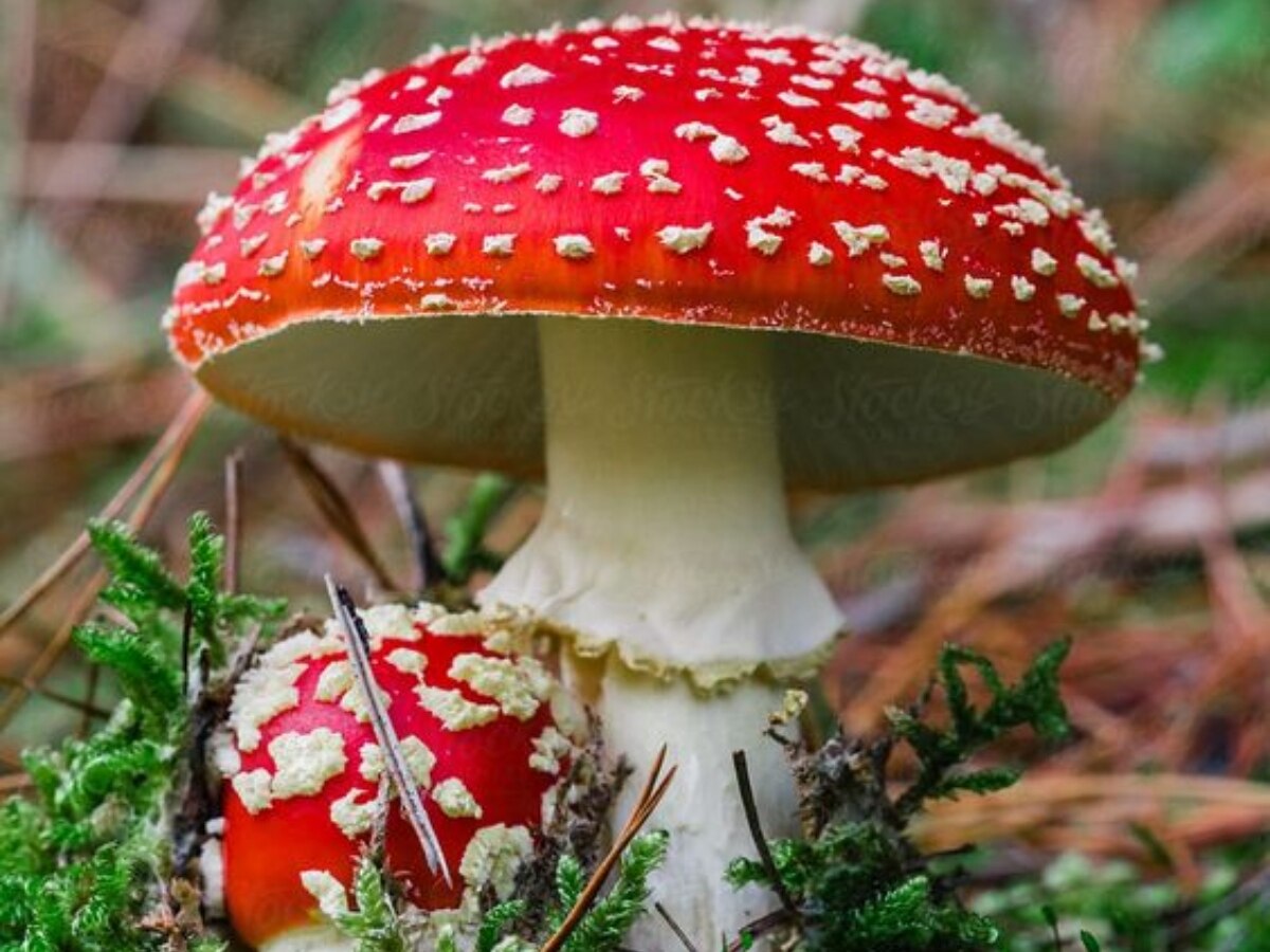 Mushroom