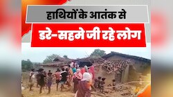 Latehar News: जंगली हाथियों ने लातेहार में मचाया उत्पात, डरे-सहमे जी रहे लोग