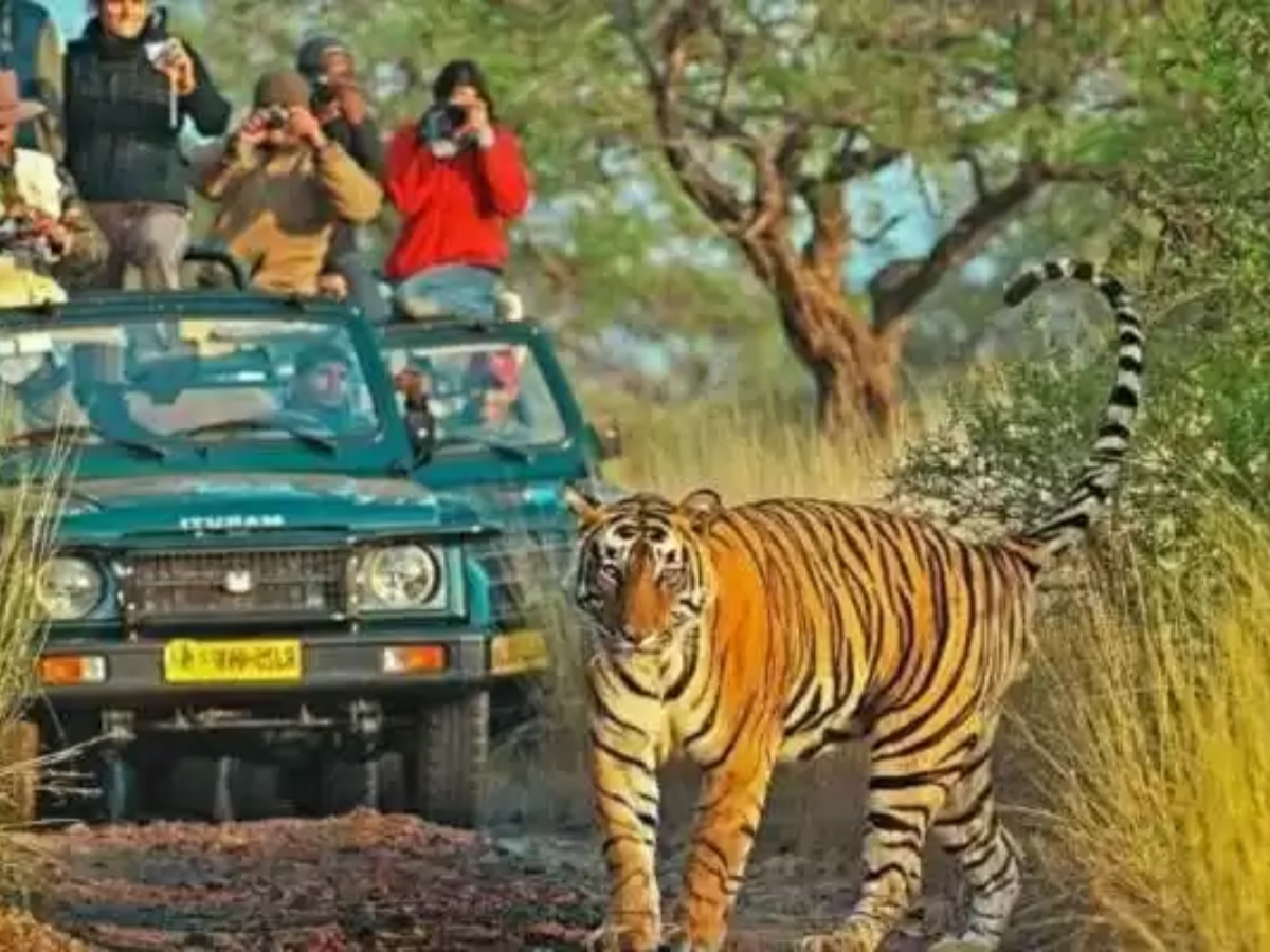 dudhwa tiger reserve