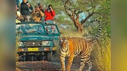 टूरिस्ट के लिए बंद दुधवा टाइगर रिजर्व, जानें कब होगा रिजर्व के टाइगरों का दीदार