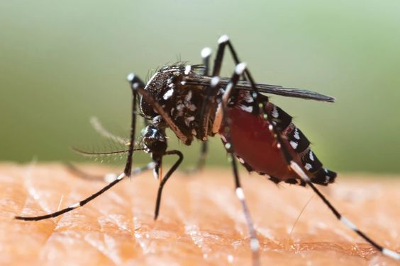 Dengue Alert: मानसून में बढ़ता है डेंगू का खतरा, आज ही जाने इसके कारण, उपचार और रोकथाम 