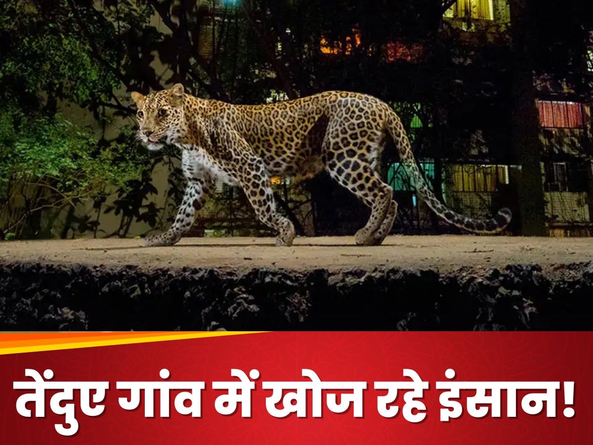 सावधान! भारत में घूम रहे बेघर तेंदुए आपके जानवर को जिंदा न खा जाएं, जंगल छोड़ गांव-शहर में घूम रहे 'यमराज'