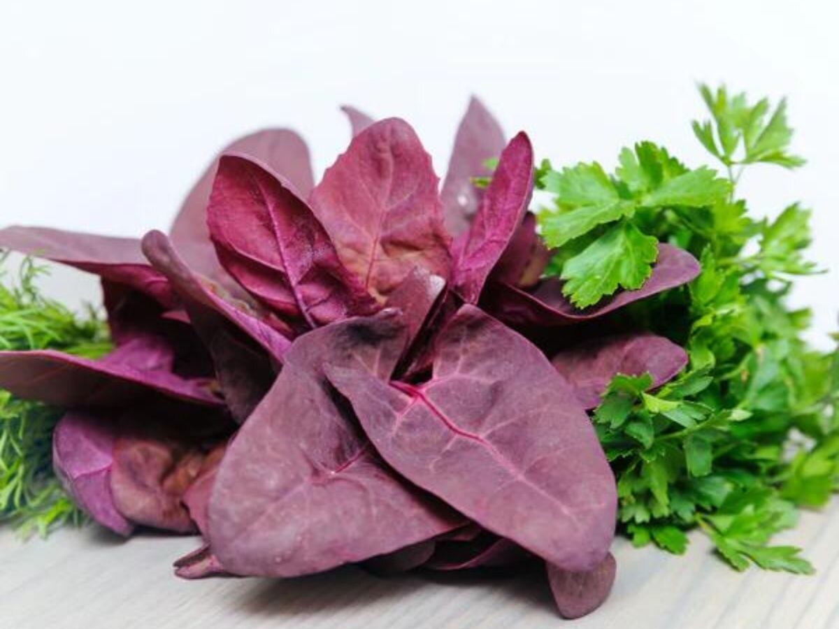 Red Spinach for Diabetes: डायबिटीज मरीजों के लिए वरदान से कम नहीं लाल पालक, करेगा शुगर लेवल को कंट्रोल