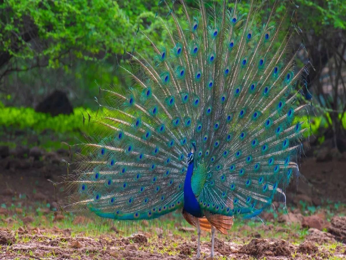 Delhi Peacock Death: एक महीने से कम समय में 28 मोरों की मौत, जांच में जुटे वन विभाग ने उठाया ये कदम