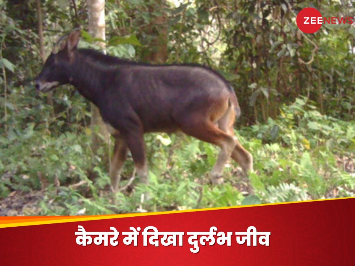 Mainland Serow: असम के कोकराझार में दिखा दुनिया का दुर्लभ जीव, कैमरे में तस्वीर देख उछल पड़े वैज्ञानिक