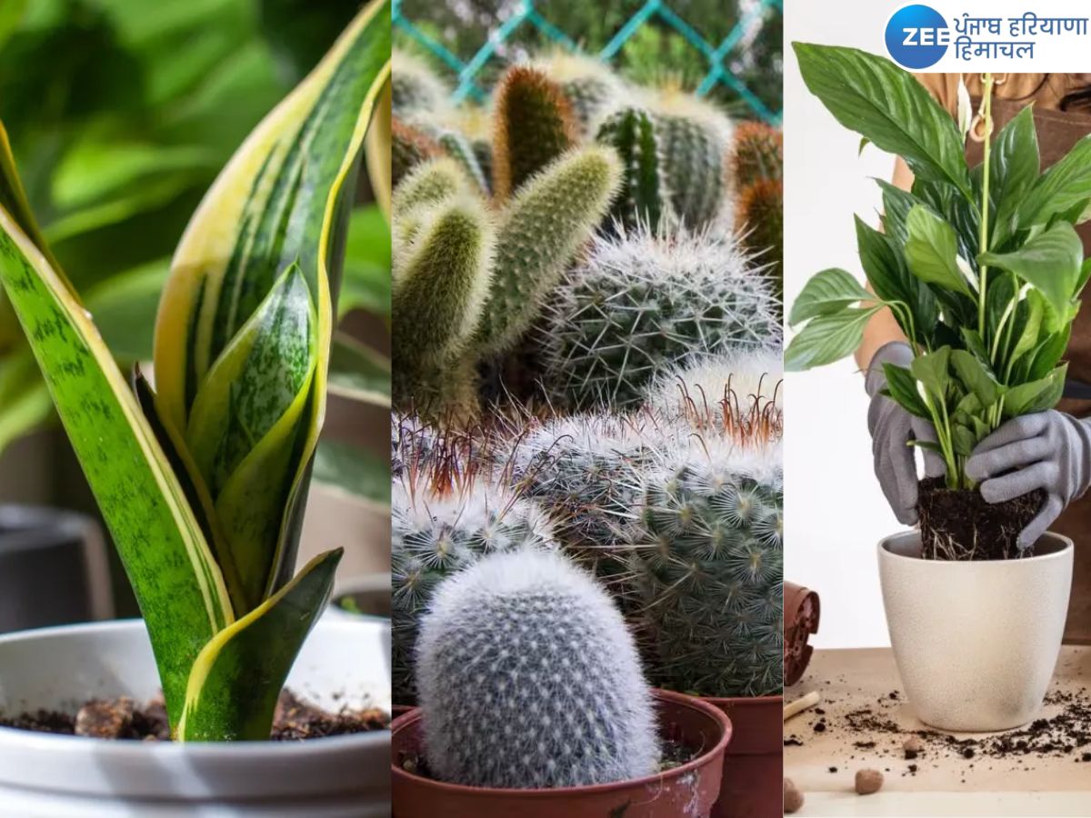 Plants that bring negativity at home vastu tips of plants that bring ...