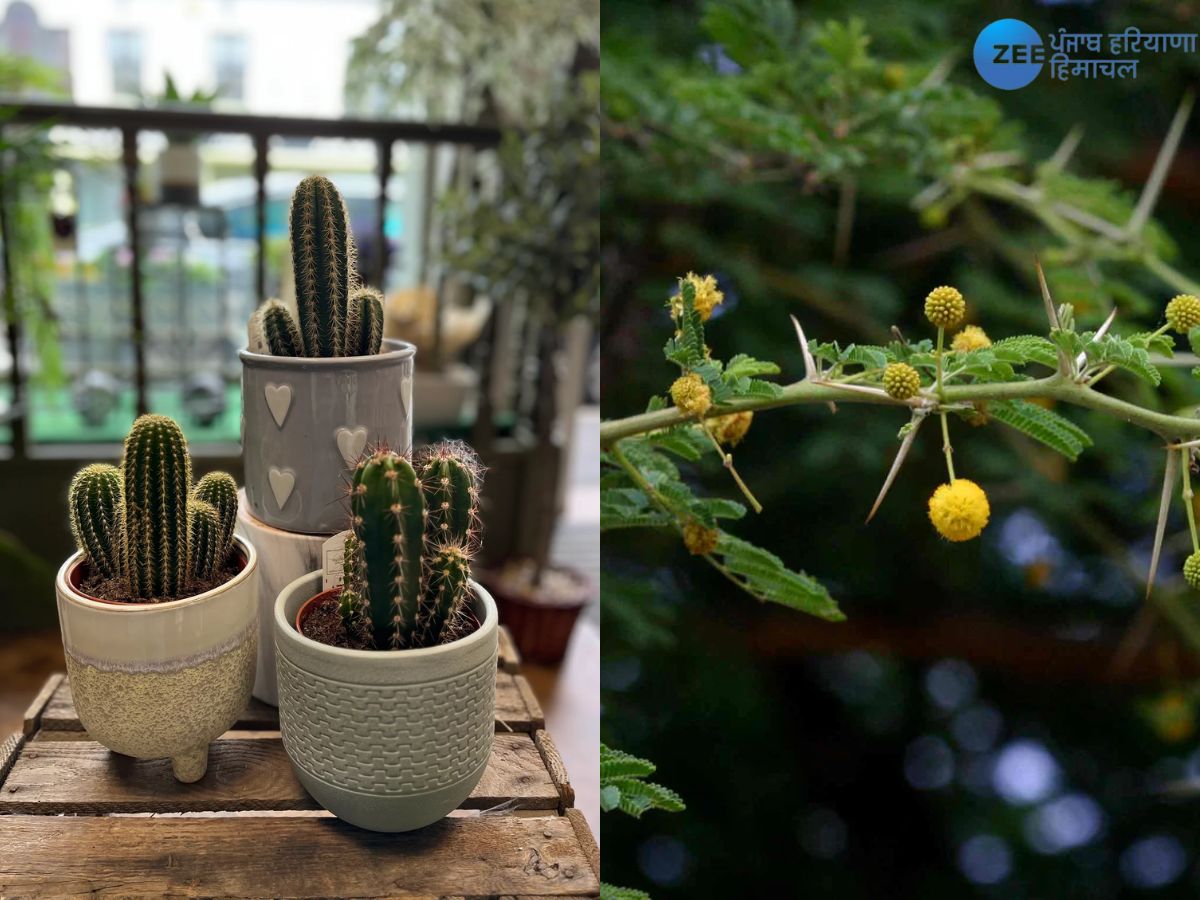 Plants That Bring Negativity At Home Vastu Tips Of Plants That Bring plants-that-bring-negativity-at-home-vastu-tips-of-plants-that-bring