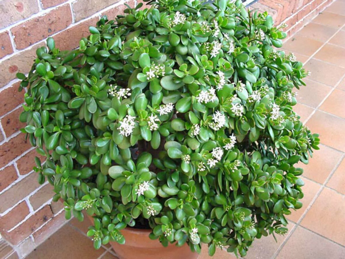 vastu tips for crassula 