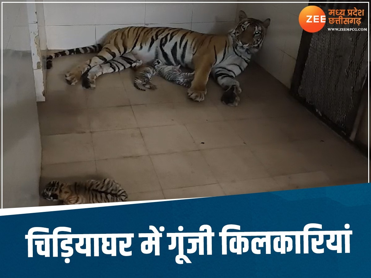 Gwalior News: चिड़ियाघर में खुशियां, टाइगर दुर्गा ने दिया 3 शावकों को जन्म, बढ़ा बाघों का कुनबा 