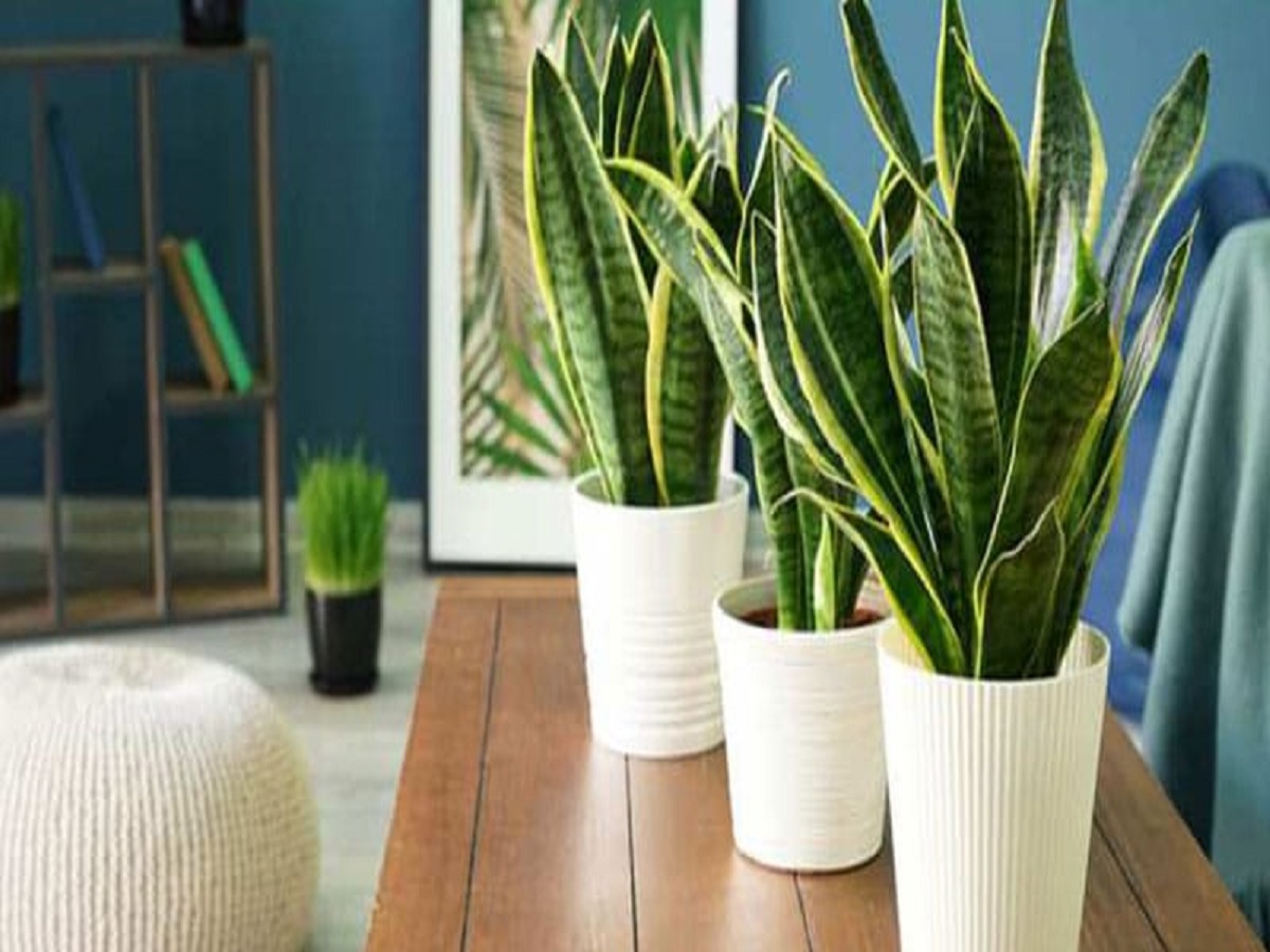 Snake Plant Snake Plant