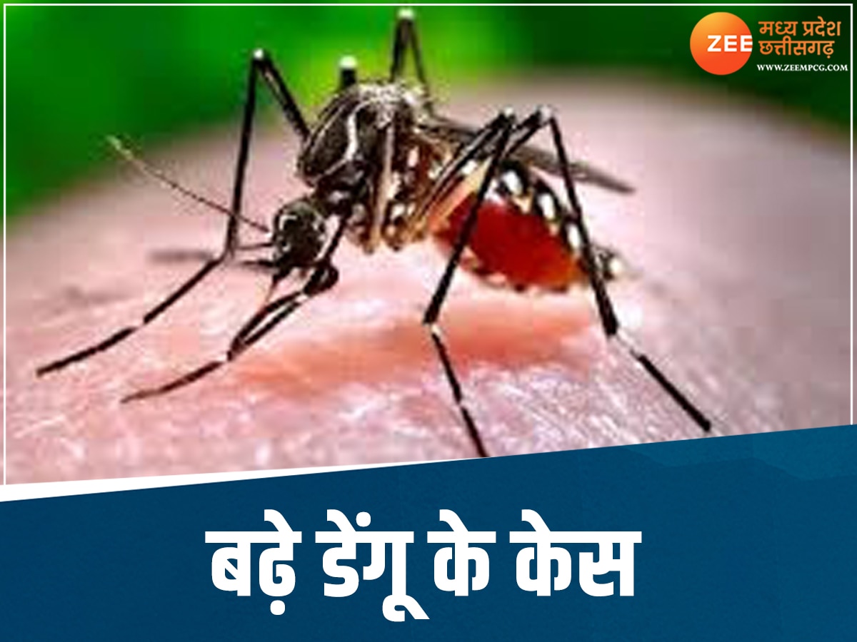 MP News: बारिश के बीच डेंगू का कहर, ग्वालियर में मिले इतने मरीज
