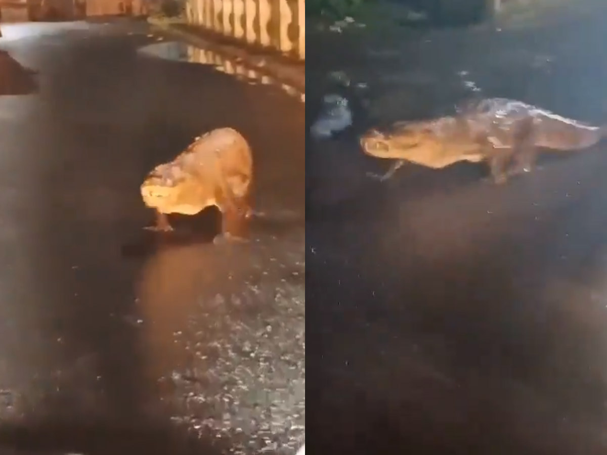 Ratnagiri Crocodile Video: महाराष्ट्र के रत्नागिरि में सड़क पर घूमता दिखा मगरमच्छ, वीडियो वायरल Ratnagiri Crocodile Video: महाराष्ट्र के रत्नागिरि में सड़क पर घूमता दिखा मगरमच्छ, वीडियो वायरल