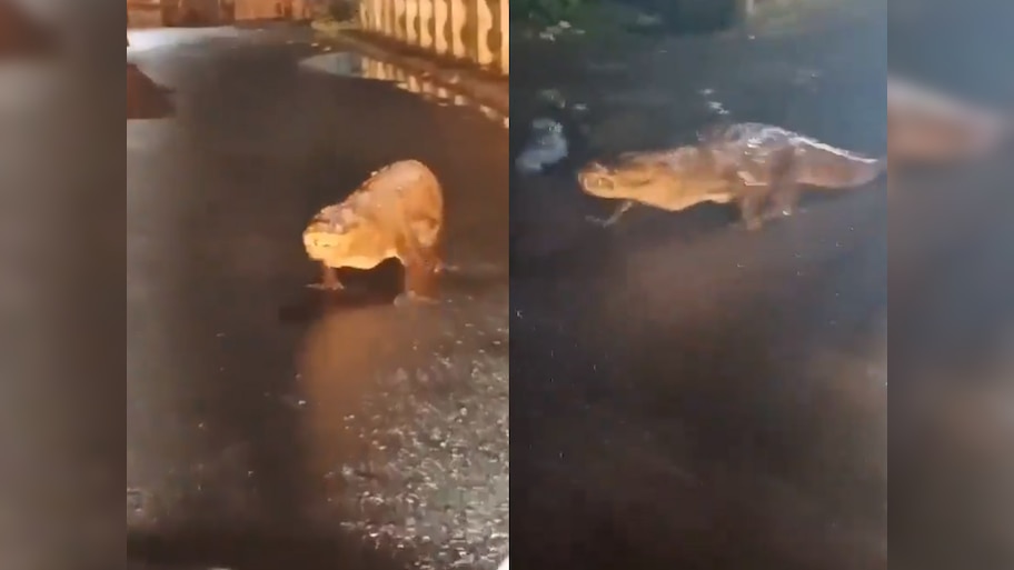 Ratnagiri Crocodile Video: महाराष्ट्र के रत्नागिरि में सड़क पर घूमता दिखा मगरमच्छ, वीडियो वायरल
