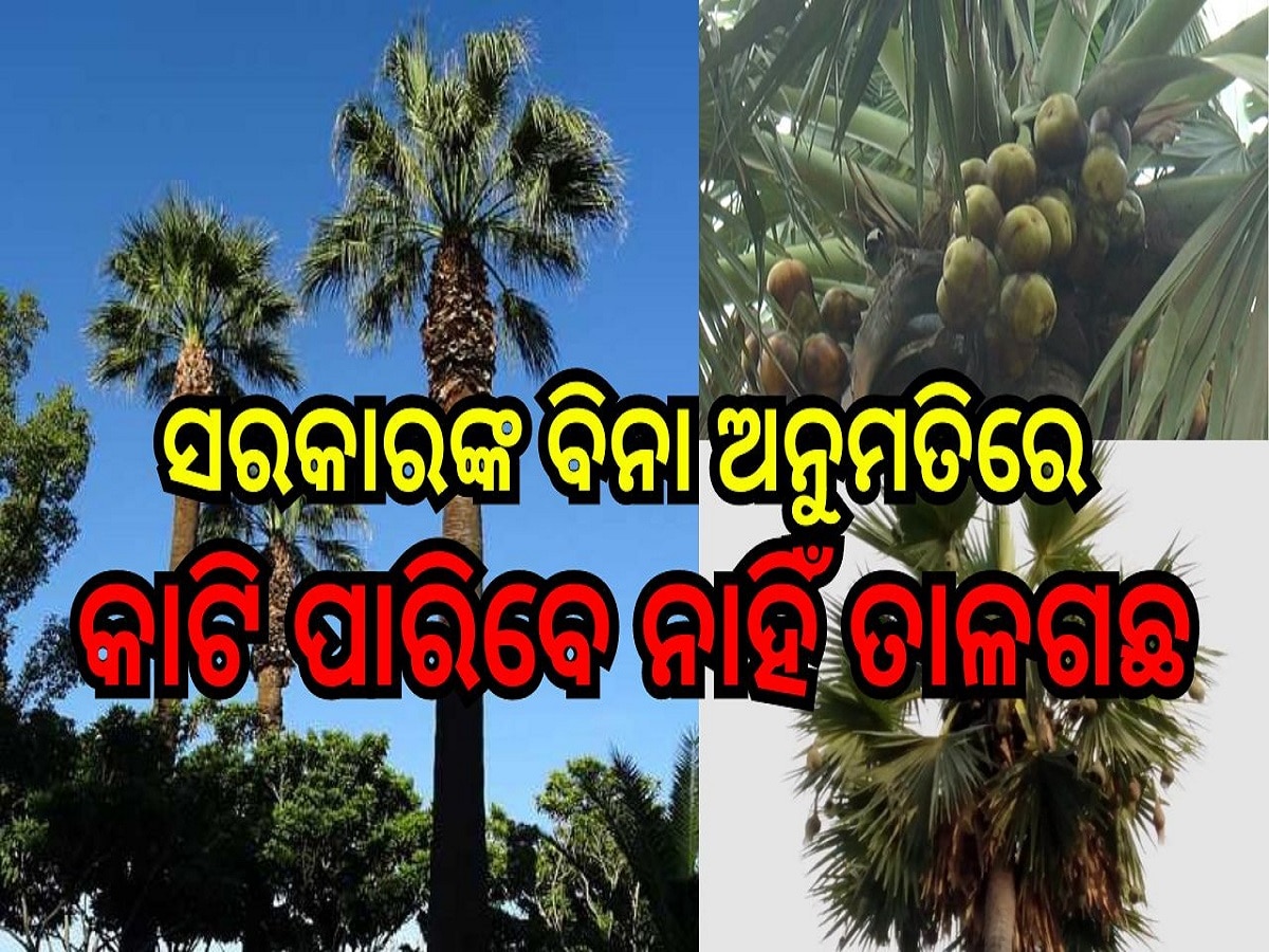 Odisha News: ସରକାରଙ୍କ ବିନା ଅନୁମତିରେ କାଟି ପାରିବେ ନାହିଁ ତାଳଗଛ