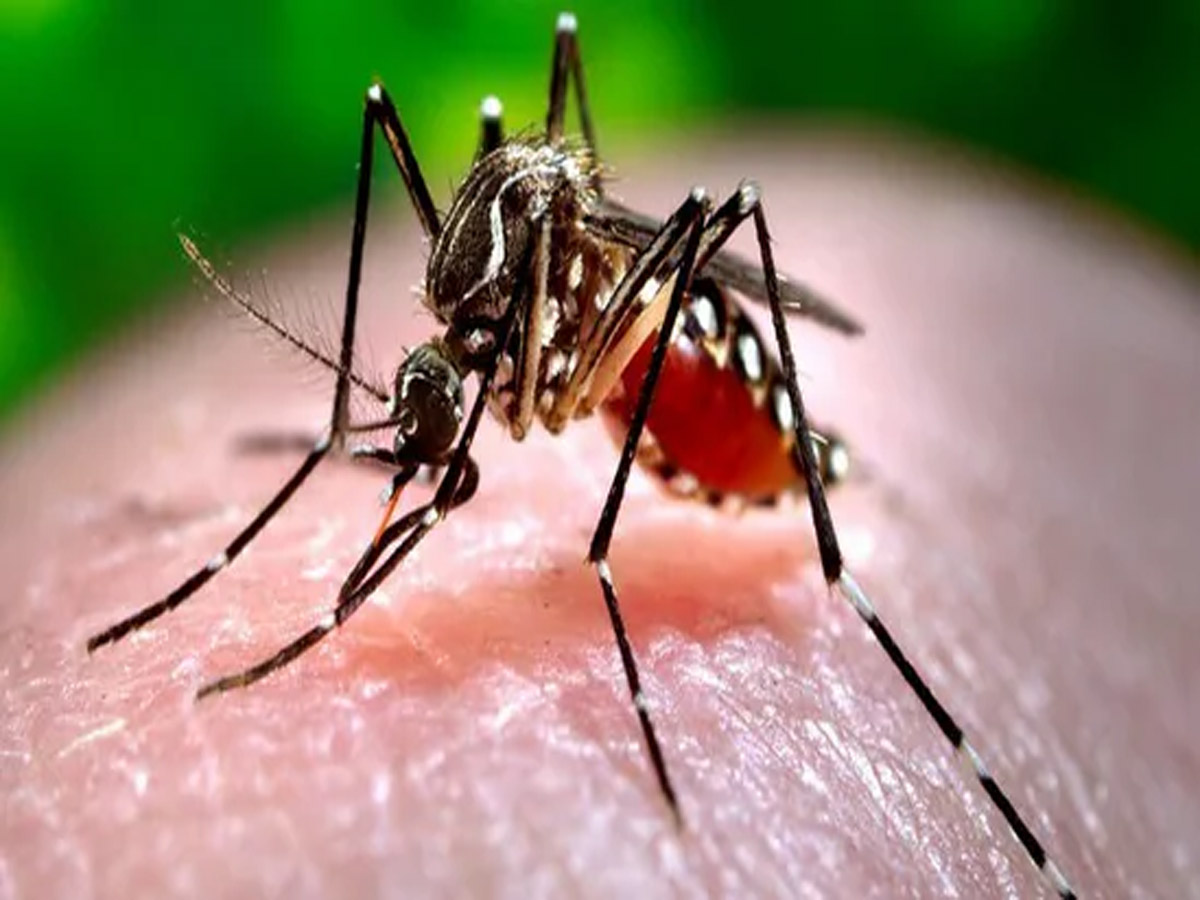 Zika Virus Cases Pune: पुणे में आए जीका वायरस के 6 मामले, दो गर्भवती महिलाएं भी पीड़ित Zika Virus Cases Pune: पुणे में आए जीका वायरस के 6 मामले, दो गर्भवती महिलाएं भी पीड़ित