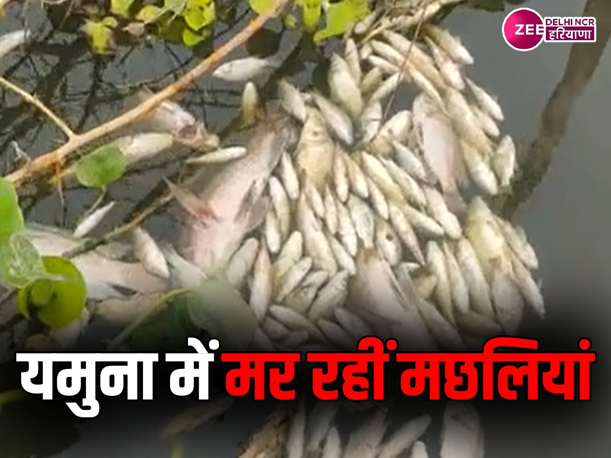 Delhi News: 'मछली जल की रानी है, उसी में खत्म हो रही उसकी कहानी है', दूषित यमुना मछलियों के लिए श्राप