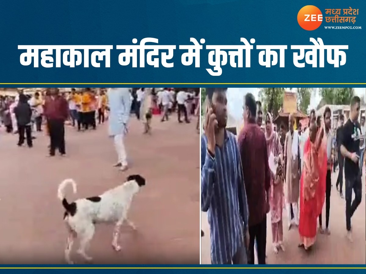Ujjain News: महाकाल मंदिर में कुत्तों का आतंक! दिल्ली की महिला डॉक्टर बनीं शिकार, पहले भी हो चुके हैं हमले