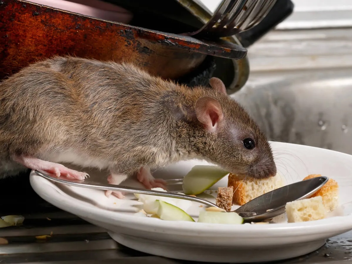 रात में लाइट ऑफ करते ही घर में शुरू हो जाती है चूहों की धमाचौकड़ी, इन 5 उपायों से करें Rats को बाहर