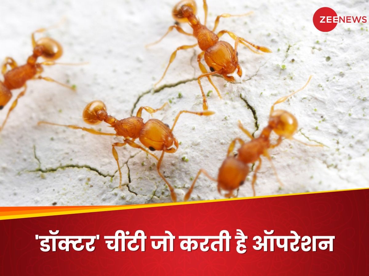 चींटियां भी करती हैं सर्जरी! इंसान के अलावा ऐसा करने वाला दूसरा प्राणी, नई स्टडी ने चौंकाया